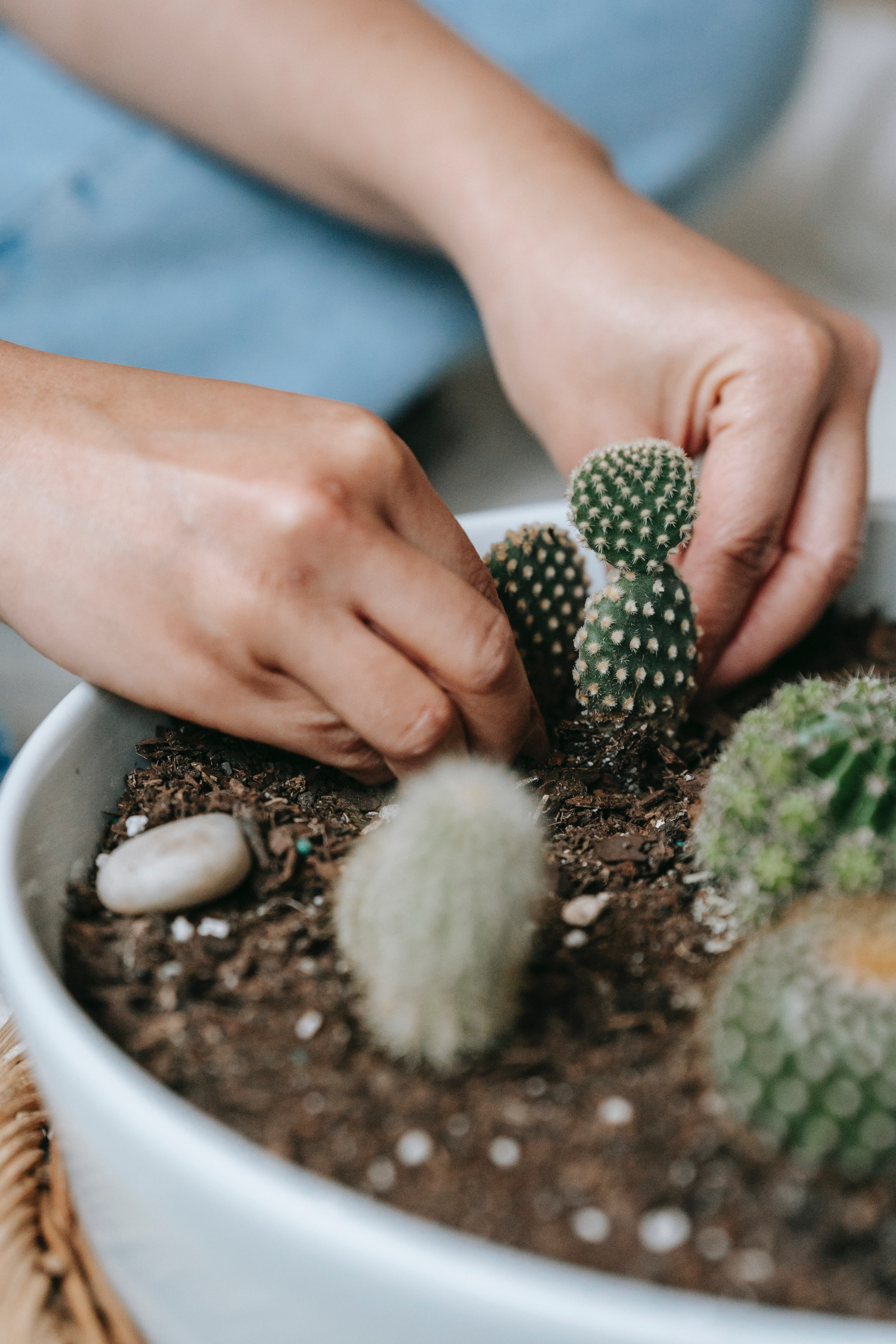 Planting